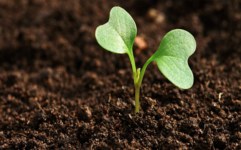 New grass growth on topsoil Surrey