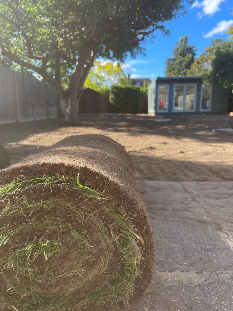 Fresh roll of Rye turf.