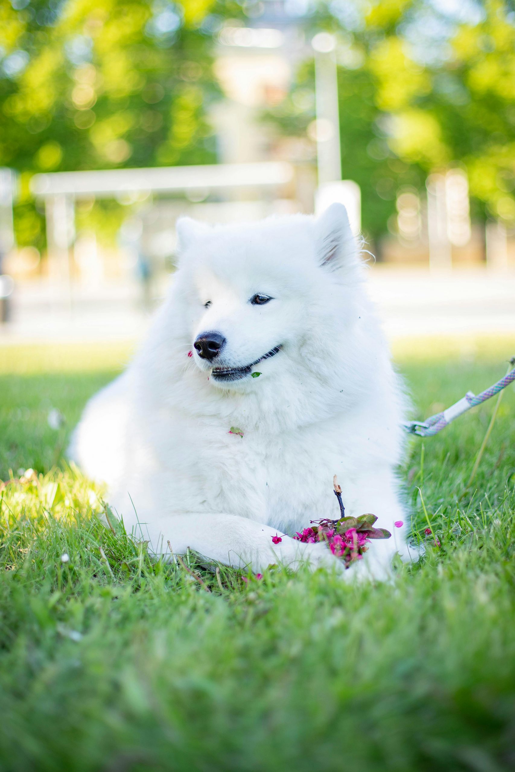 Pet friendly Rye turf on lawn.