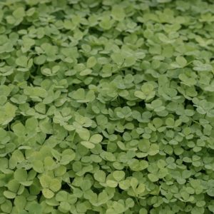 Clover turf lawn freshly laid.