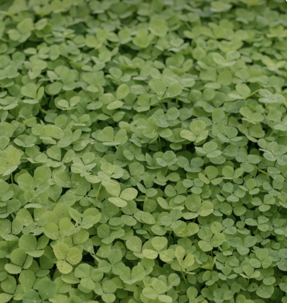 Clover turf close up