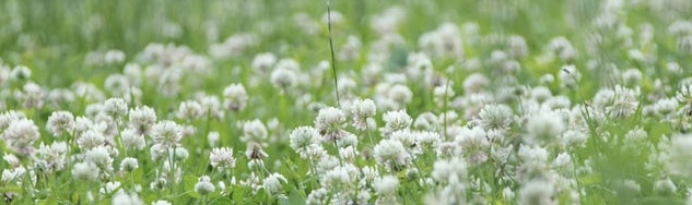 Clover turf lawn